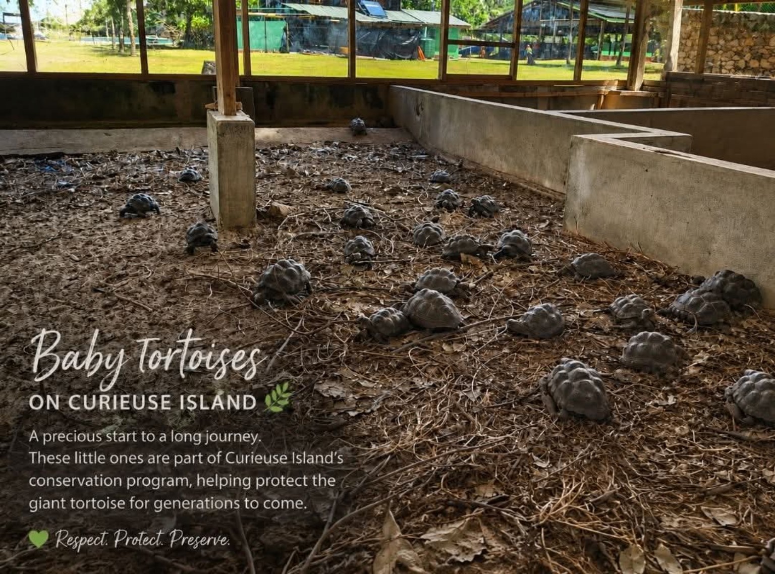 Baby tortoises on Curieuse Island