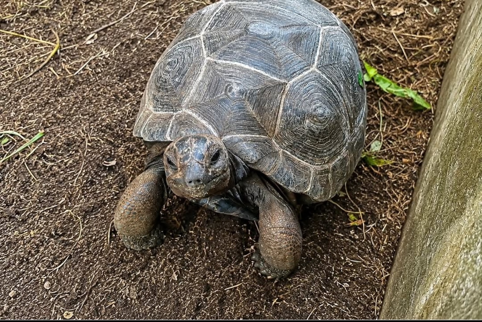Giant tortoise on Curieuse Island