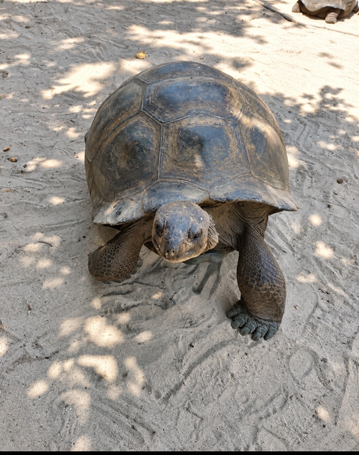 Giant tortoise on Curieuse beach
