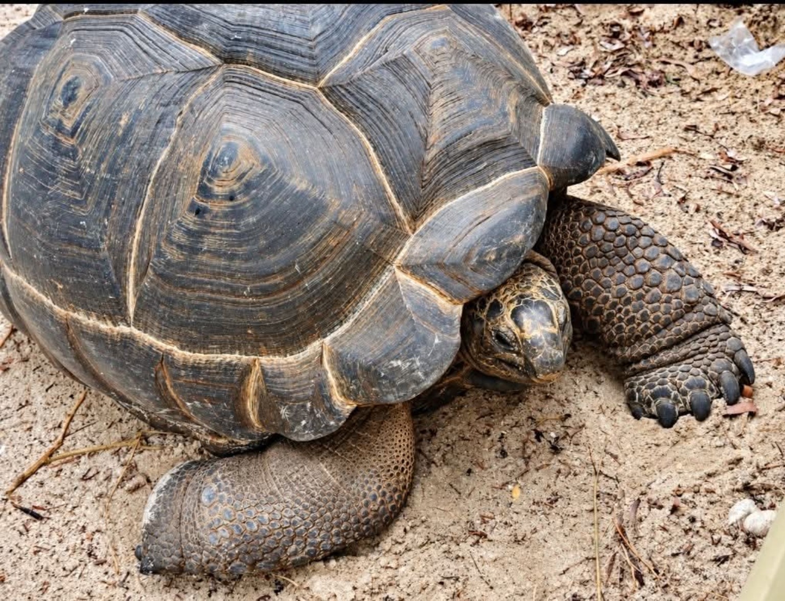 Giant tortoise close-up on Curieuse