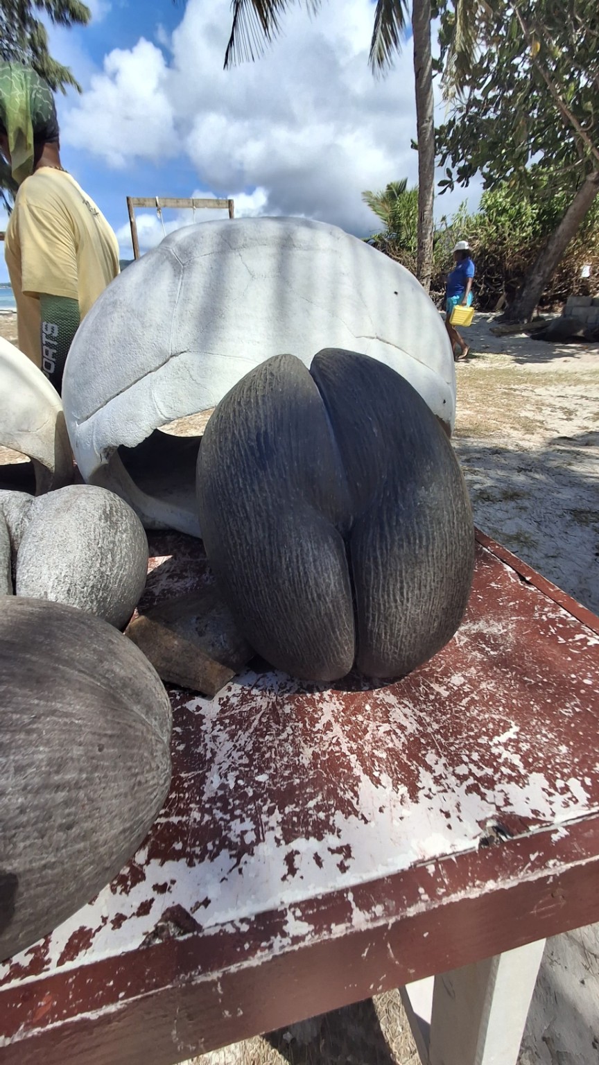 Giant tortoise shells by the beach on Curieuse