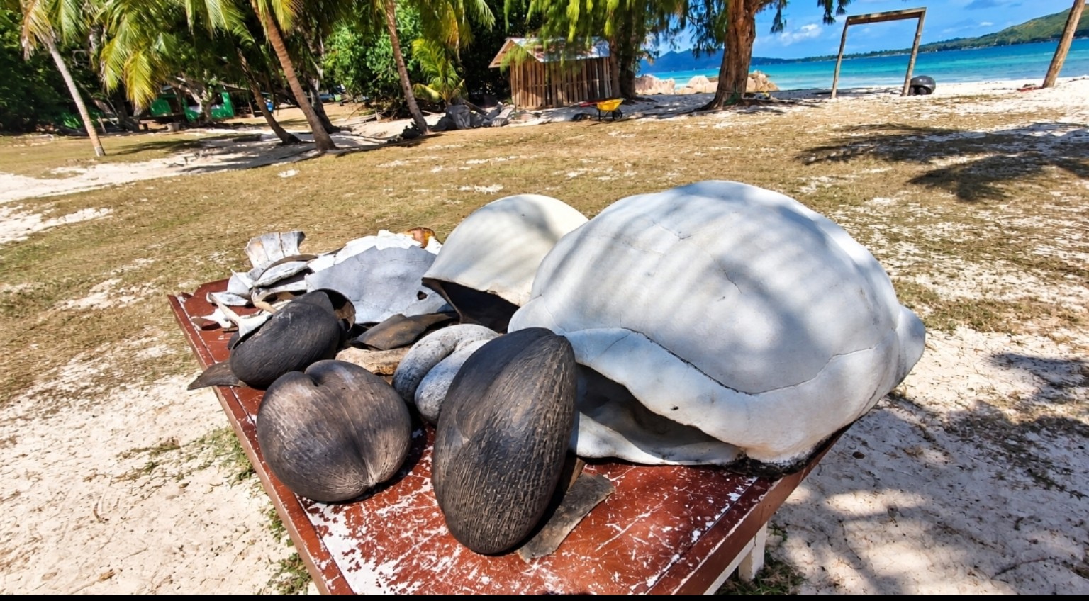 Giant tortoise shells on Curieuse Island