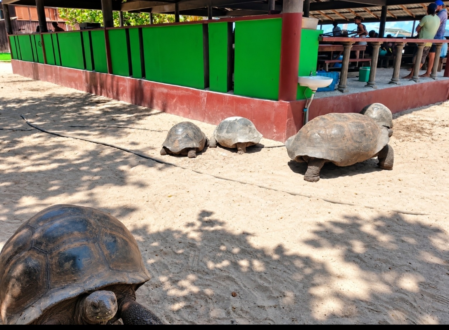 Giant tortoises on Curieuse Island
